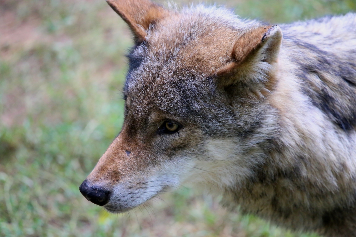 Toter Wolf im Straßengraben gefunden